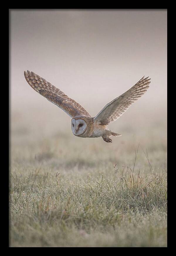 Barn Owl In Flight