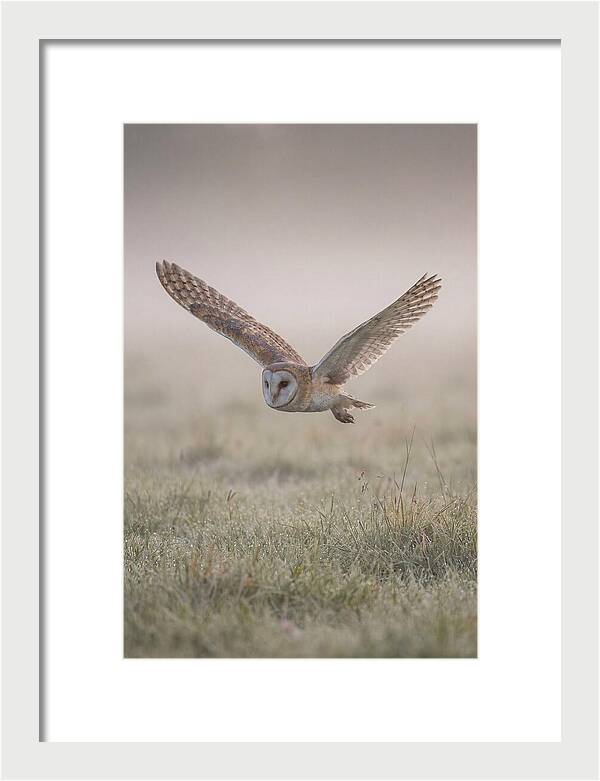 Barn Owl In Flight