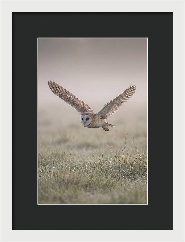 Barn Owl In Flight