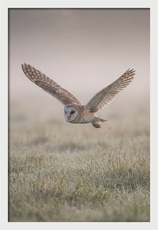 Barn Owl In Flight