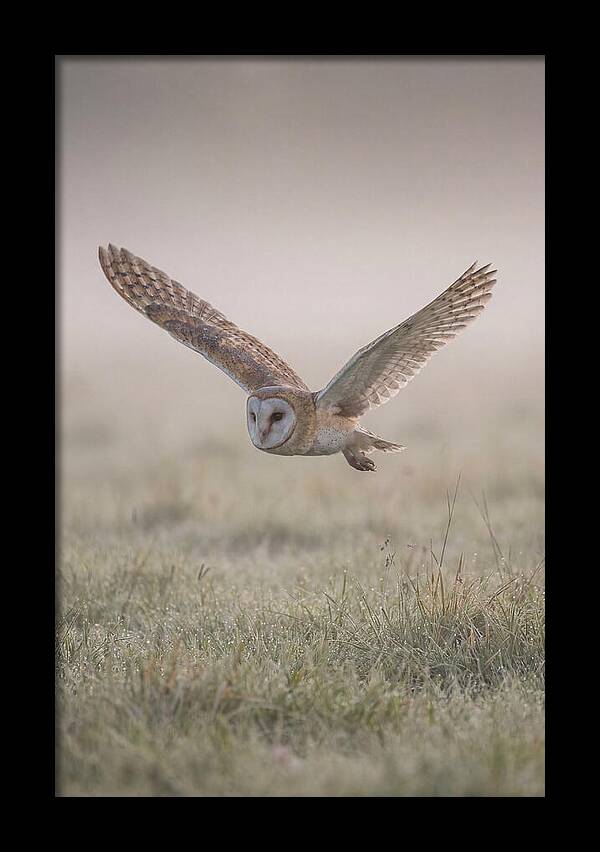 Barn Owl In Flight