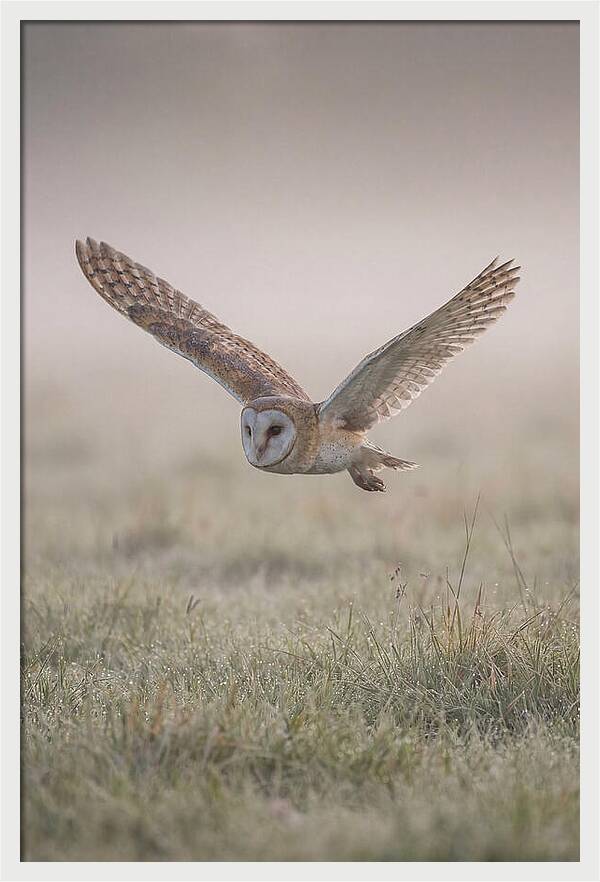 Barn Owl In Flight