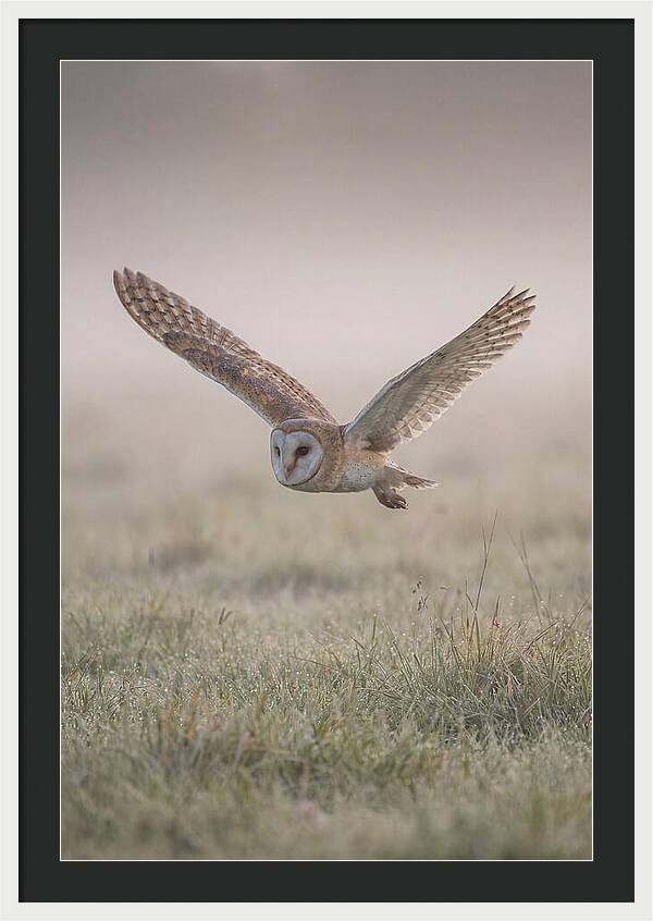 Barn Owl In Flight