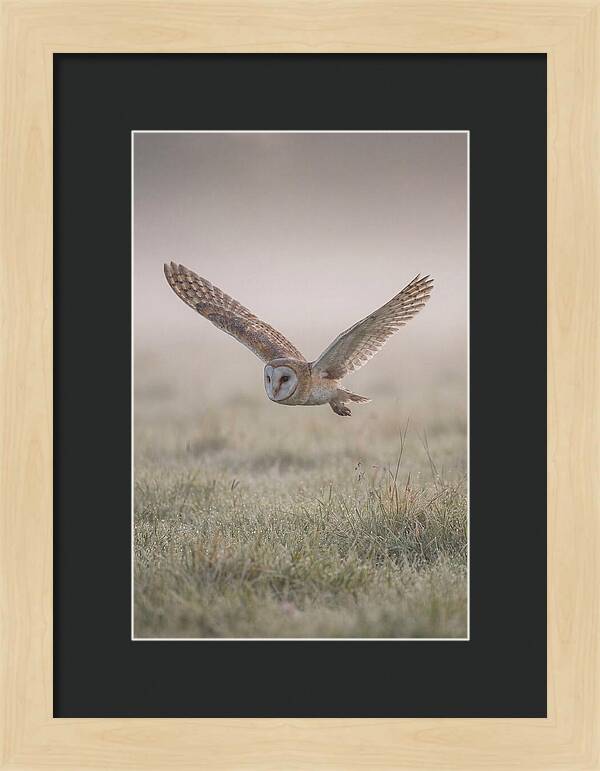 Barn Owl In Flight