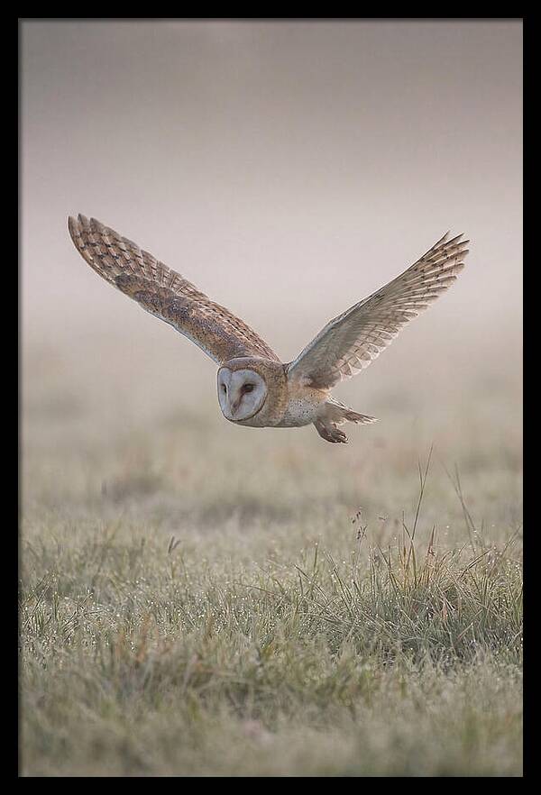 Barn Owl In Flight