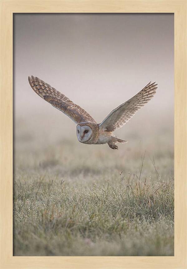 Barn Owl In Flight