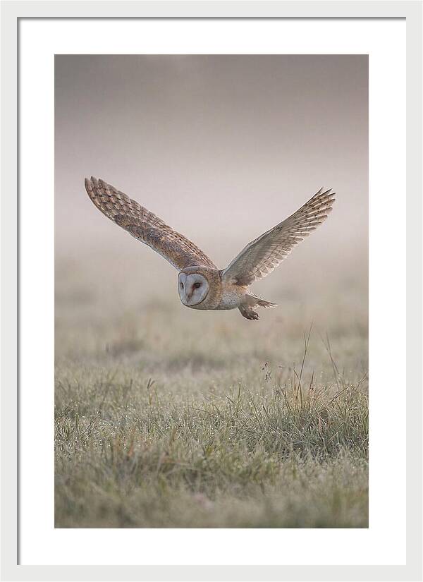 Barn Owl In Flight