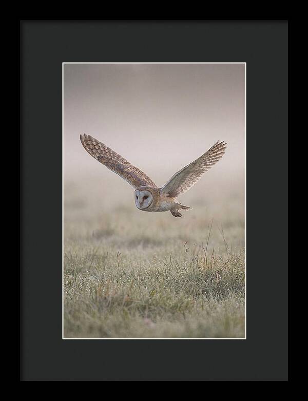 Barn Owl In Flight