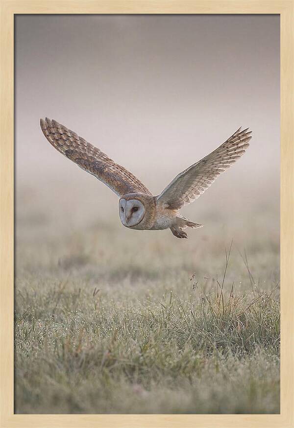 Barn Owl In Flight