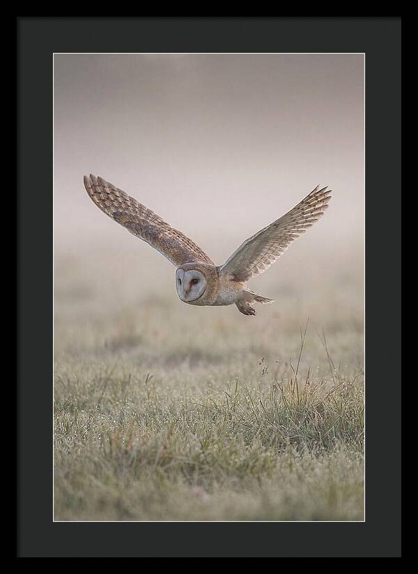 Barn Owl In Flight