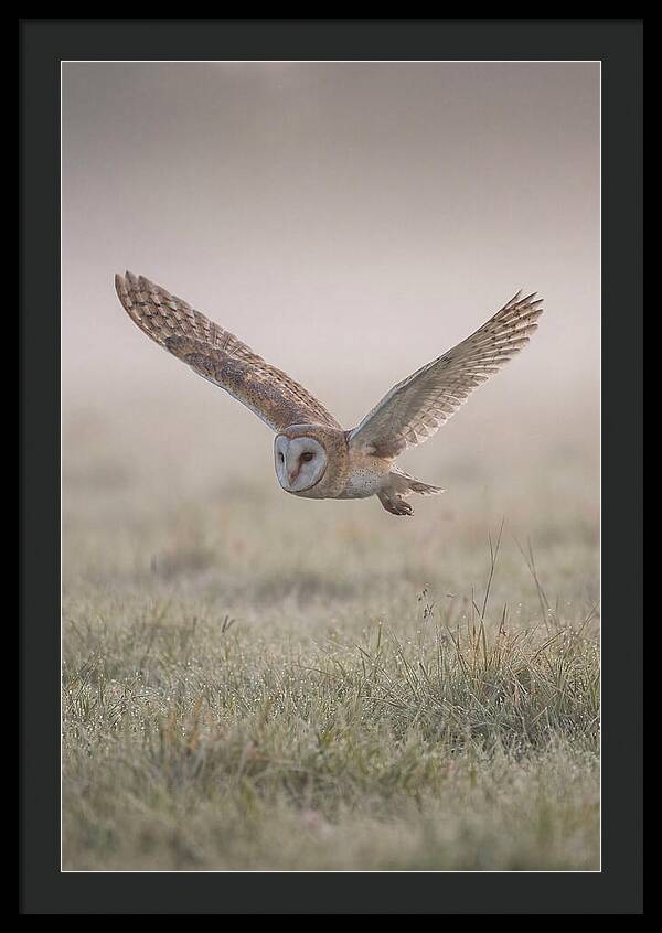 Barn Owl In Flight