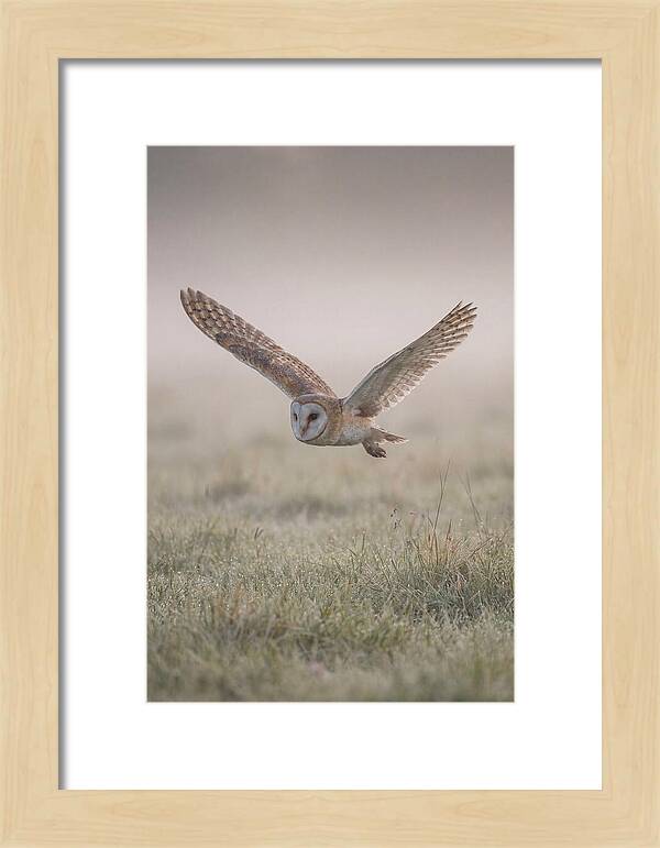 Barn Owl In Flight