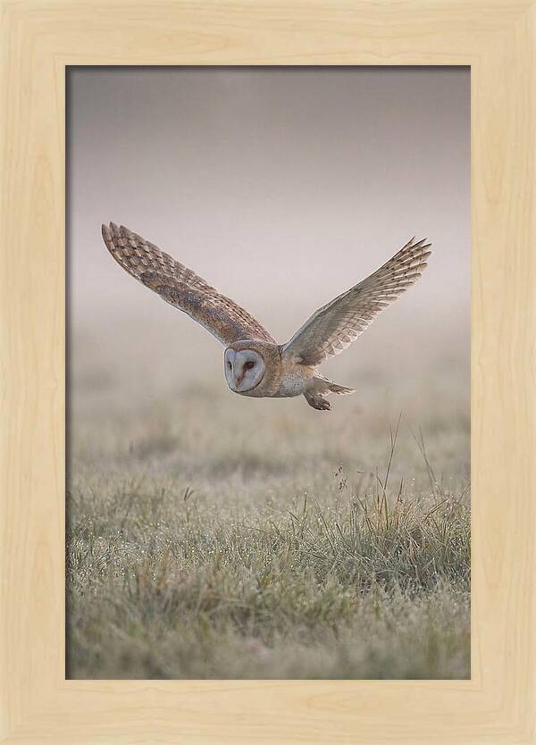 Barn Owl In Flight