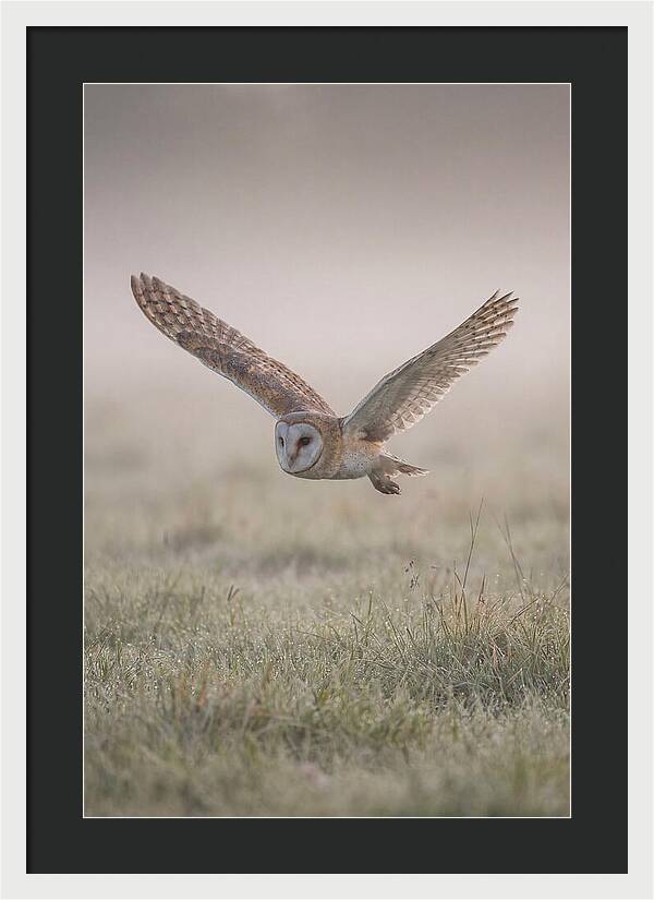 Barn Owl In Flight