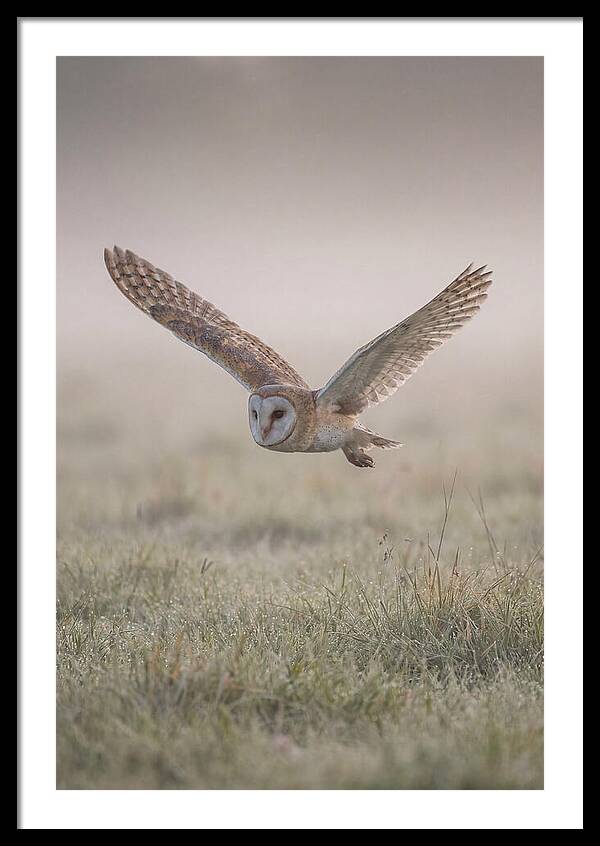 Barn Owl In Flight