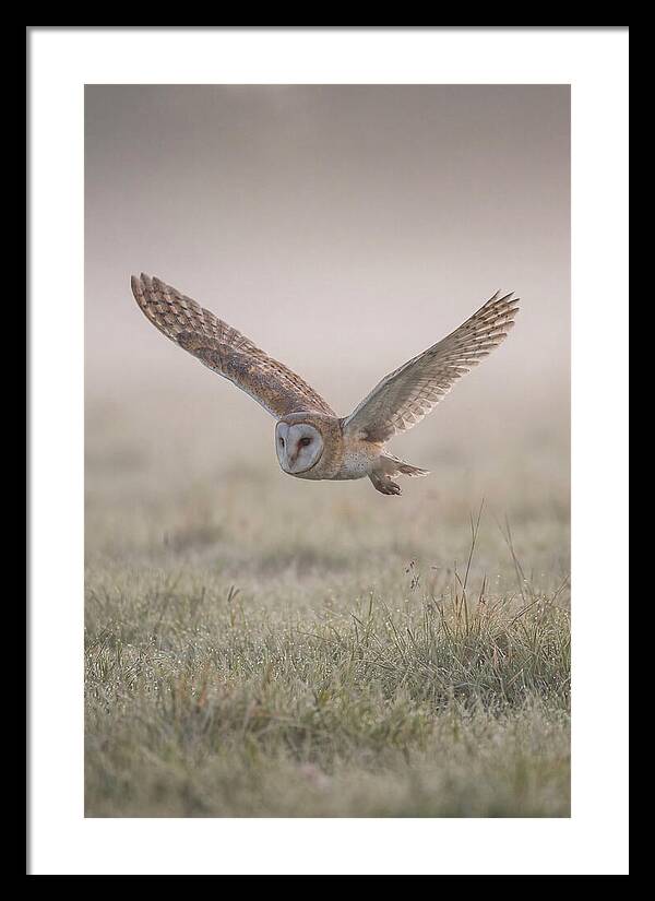 Barn Owl In Flight