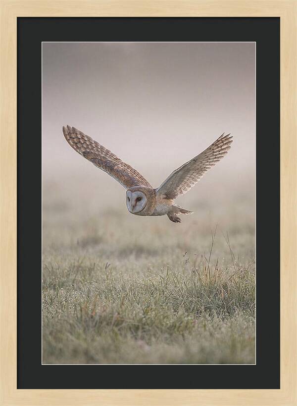 Barn Owl In Flight