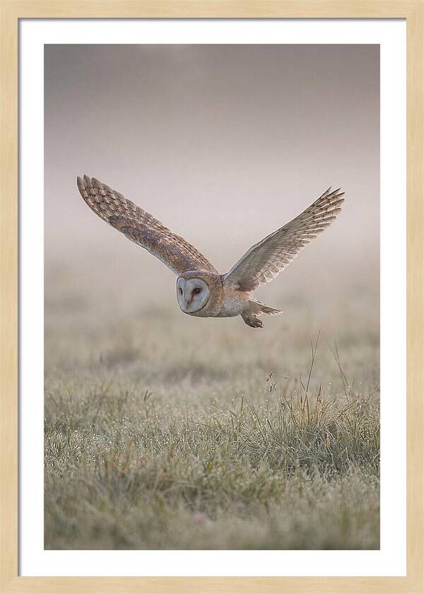Barn Owl In Flight