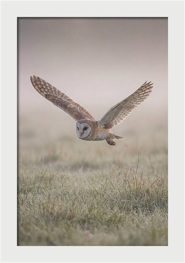 Barn Owl In Flight