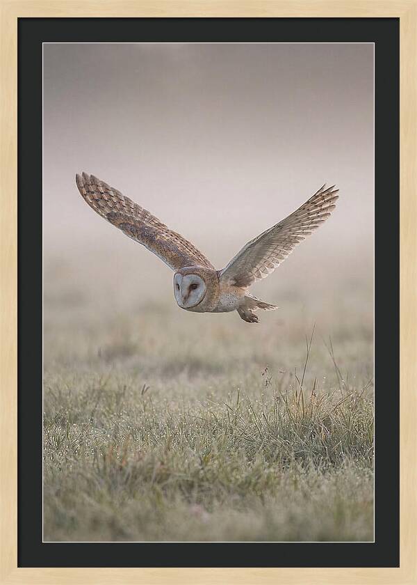 Barn Owl In Flight