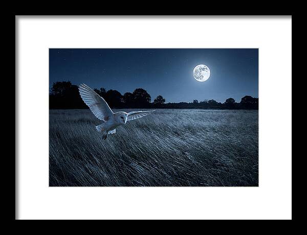 Barn Owl In Moonlight