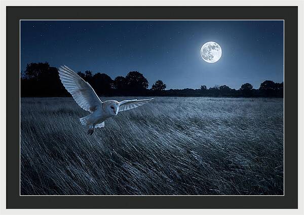 Barn Owl In Moonlight