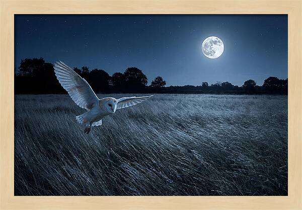 Barn Owl In Moonlight