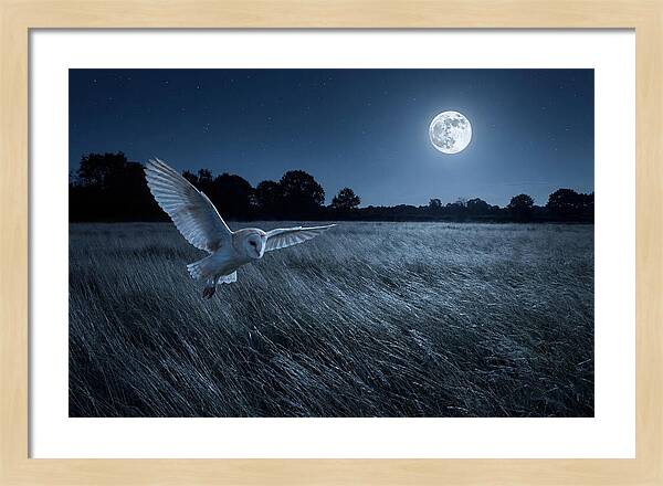 Barn Owl In Moonlight