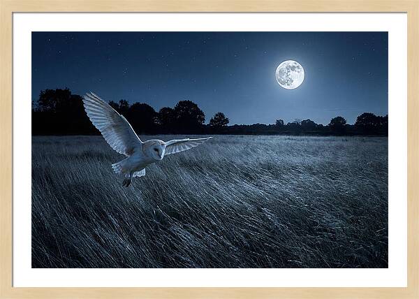 Barn Owl In Moonlight