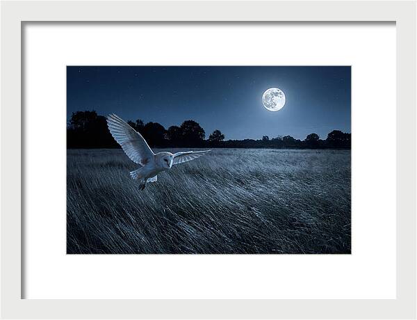 Barn Owl In Moonlight
