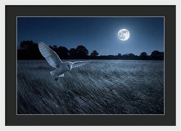 Barn Owl In Moonlight