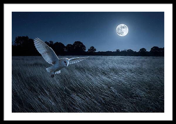 Barn Owl In Moonlight