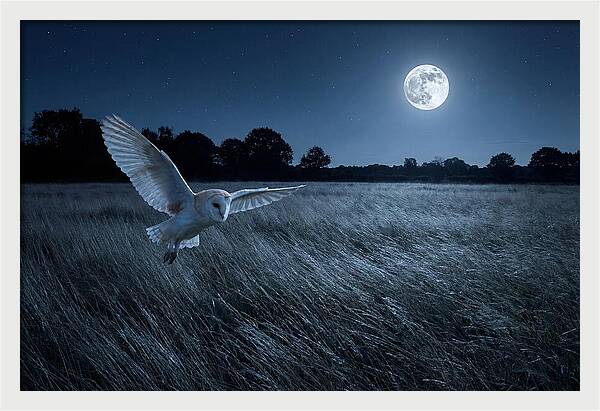 Barn Owl In Moonlight
