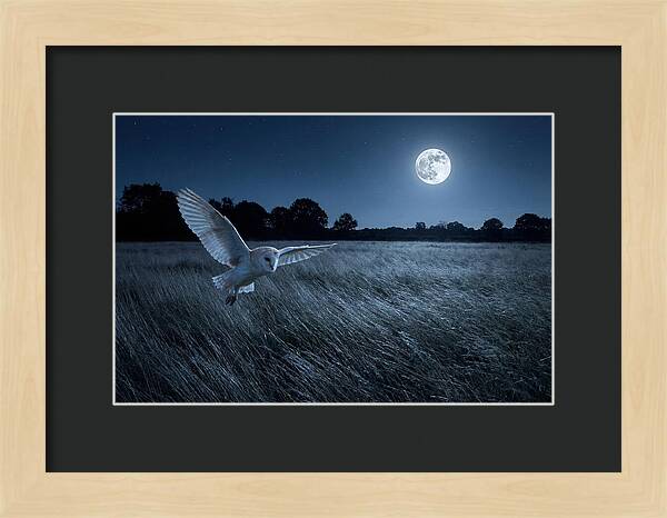 Barn Owl In Moonlight