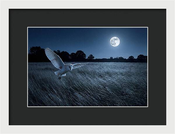 Barn Owl In Moonlight