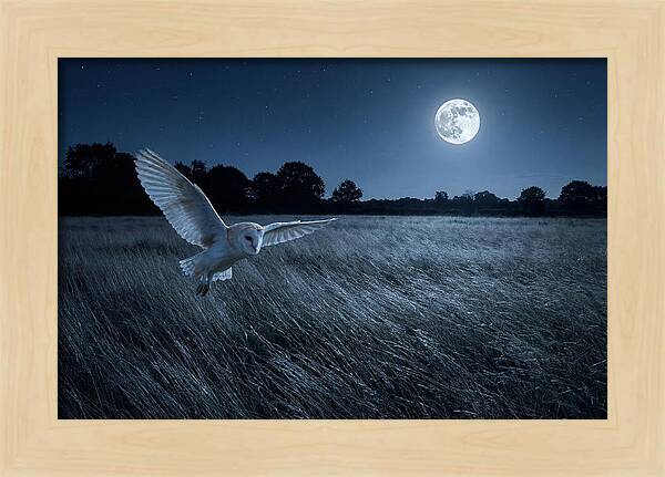 Barn Owl In Moonlight