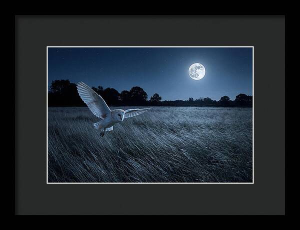 Barn Owl In Moonlight