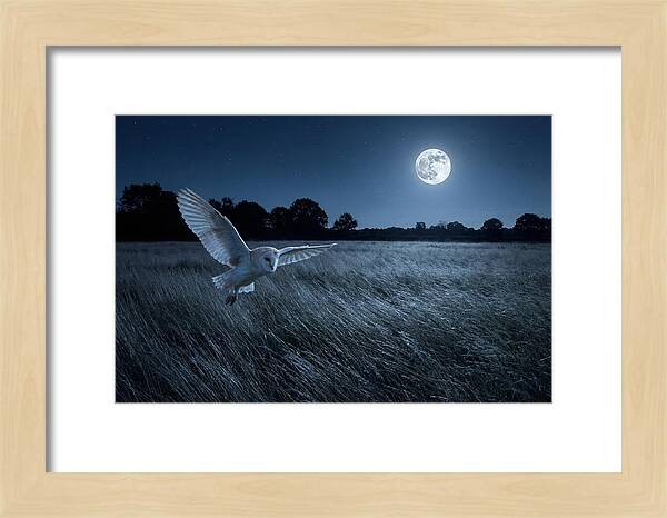Barn Owl In Moonlight