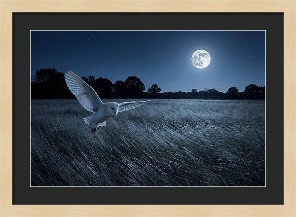 Barn Owl In Moonlight