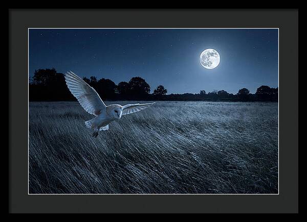 Barn Owl In Moonlight