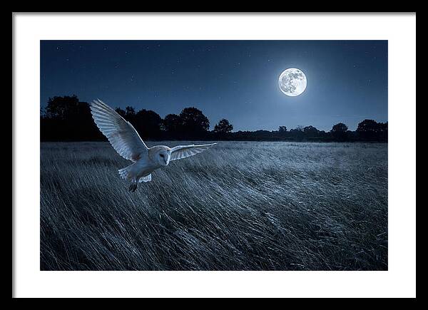 Barn Owl In Moonlight