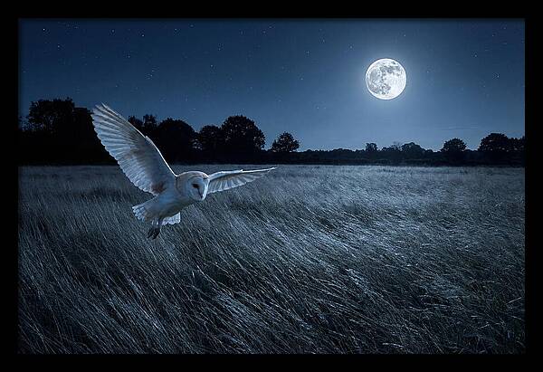 Barn Owl In Moonlight