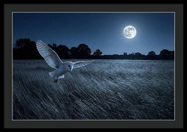 Barn Owl In Moonlight