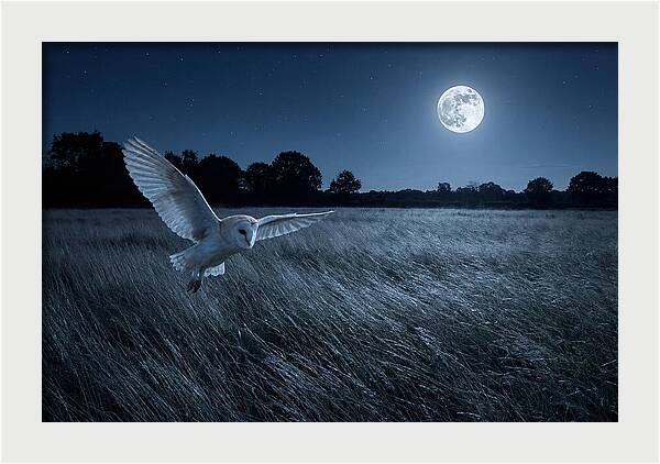 Barn Owl In Moonlight