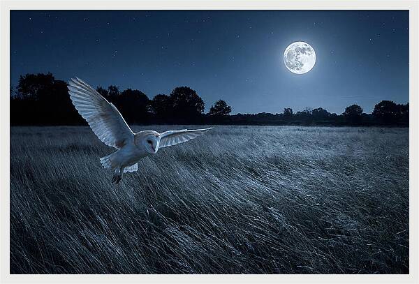 Barn Owl In Moonlight