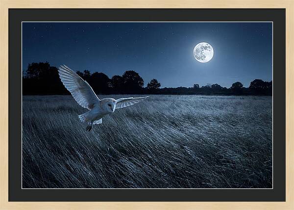 Barn Owl In Moonlight