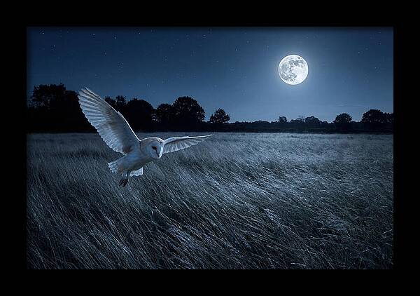 Barn Owl In Moonlight