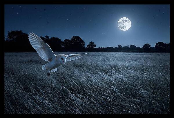 Barn Owl In Moonlight