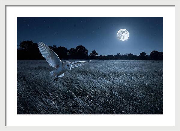 Barn Owl In Moonlight