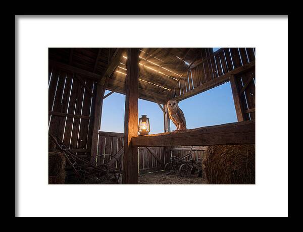 Barn Owl In Rustic Barn